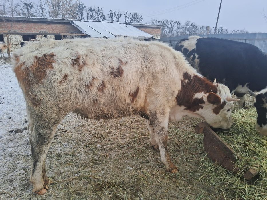 Продам тільні телички