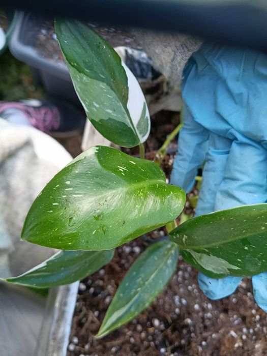 philodendron white wizard-sadzonki mniejsze
