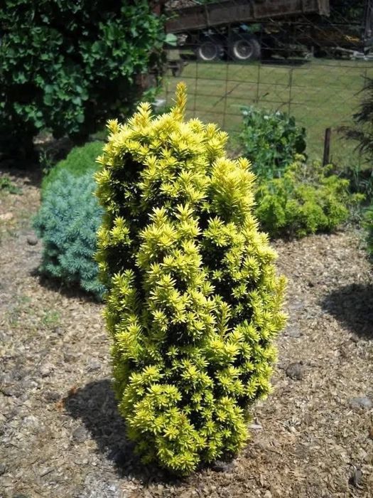 Тис Давид колоновидний