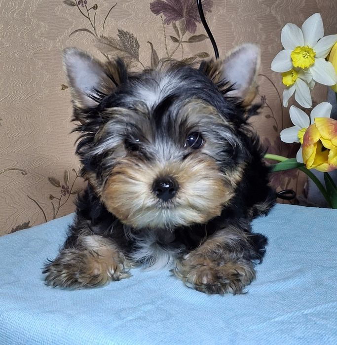 Красотка йорочка