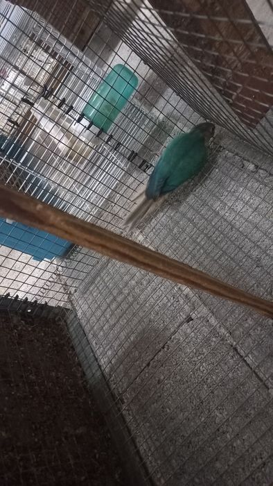 Tenho esta piurra