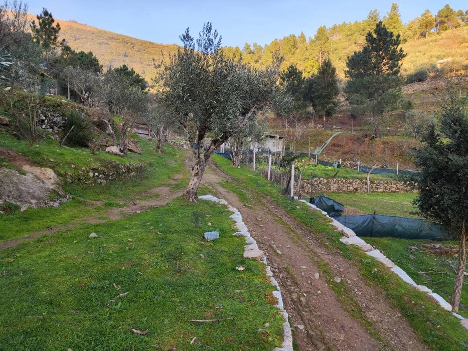 Quinta 3 Hectares Murganheira ( Tarouca )