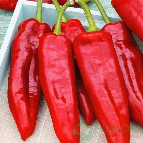 Семена сладкого болгарского перца