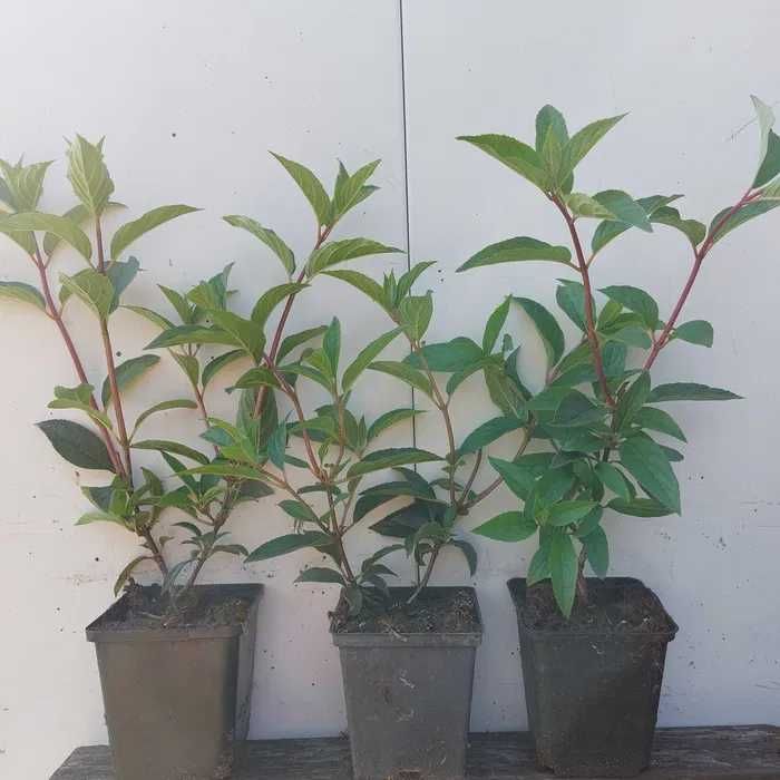 HORTENSJA bukietowa w doniczce 0,5l