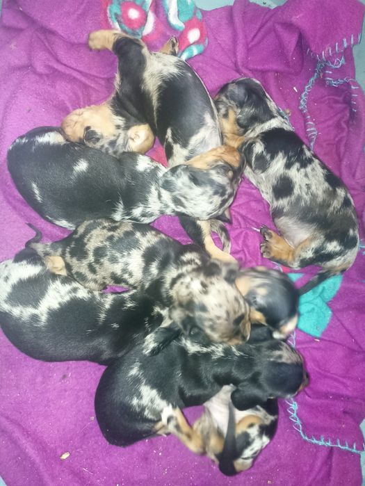 Таксята мряморята хлопчики і дівчатка