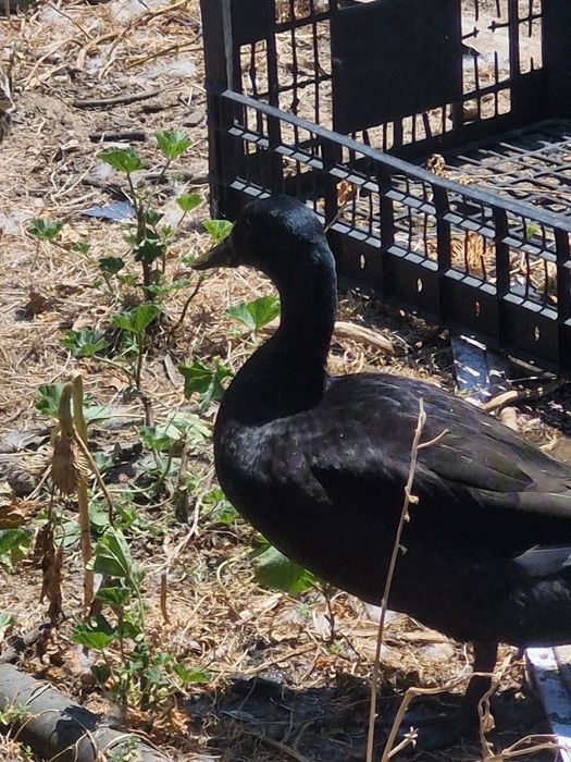 Patos mudos e Cayuga  bebés