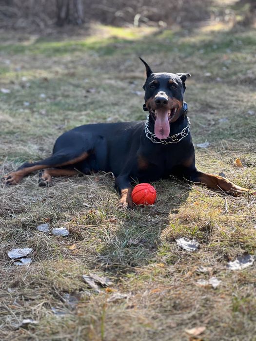 Предлагается доберман для вязки