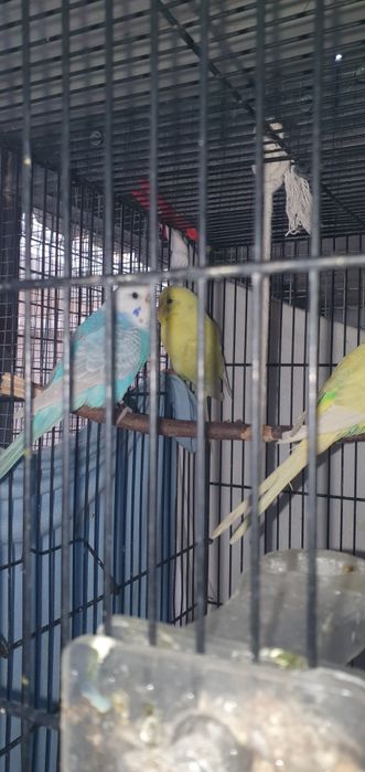 Piriquitos australianos