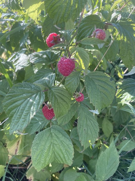 Maliny ekologiczne