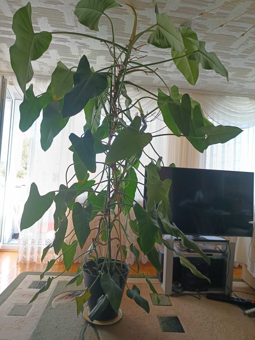 Filodendron 5-cio letni - piękny