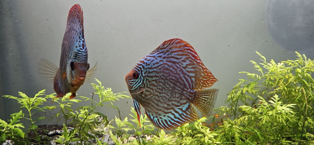 Vendo discus machos adultos