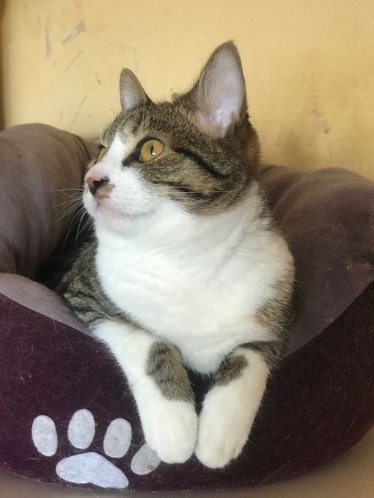 Котик кастрований, вакцинований