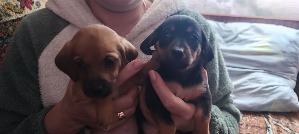 Отдам щенков в добрые руки