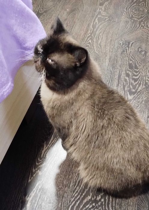 Продам кота-екзота