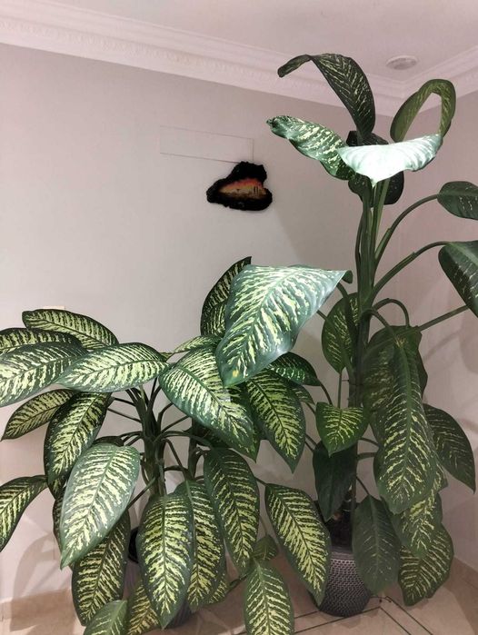 Planta de Interior - Dieffenbachia Tropic Snow