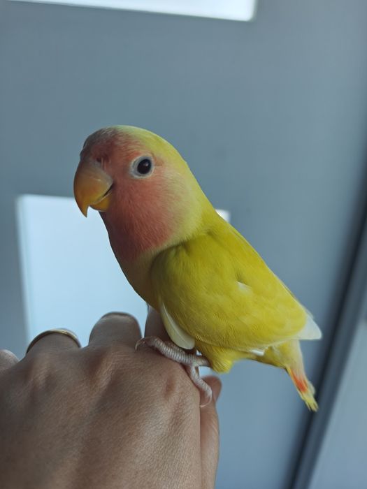 Agapórnis Domesticados