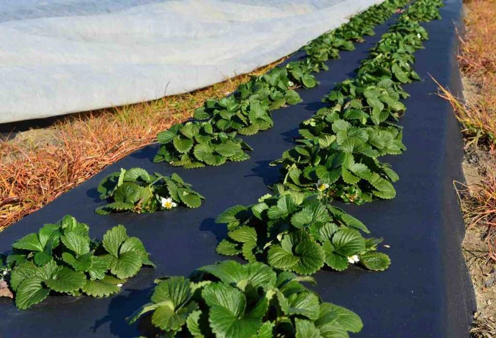 Агроволокно  чорне ціни ростуть .Прямі поставки із заводу.