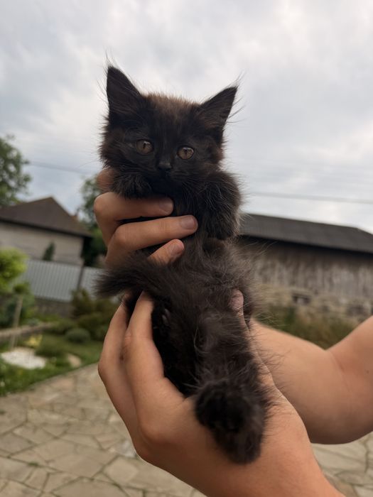 Кошенята в добрі руки