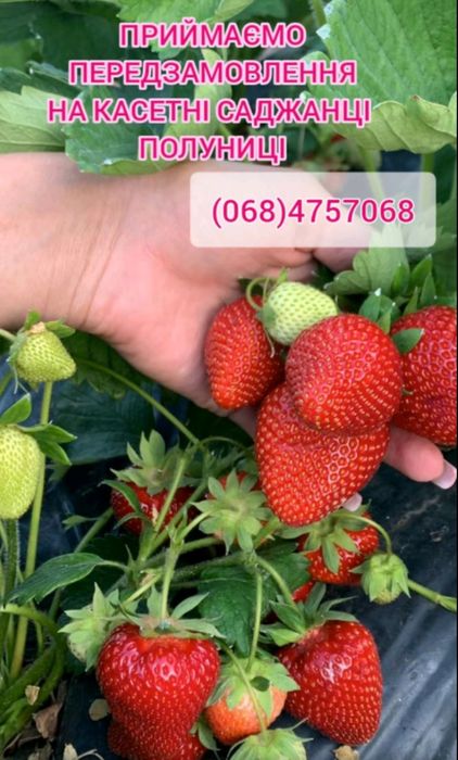 Копанка,Розсада полуниці, Фріго, саджанці у касеті