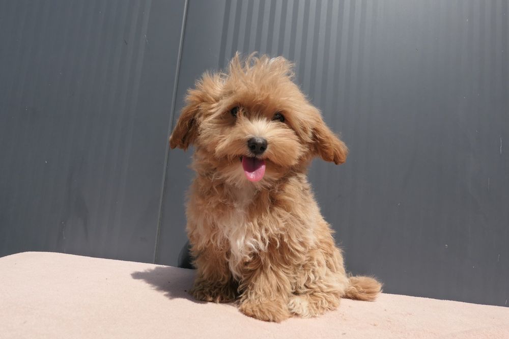 Cudna sunia Maltipoo F1