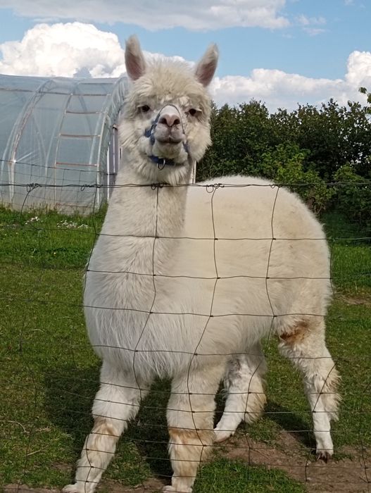 Samiec alpaki, alpaka samczyk