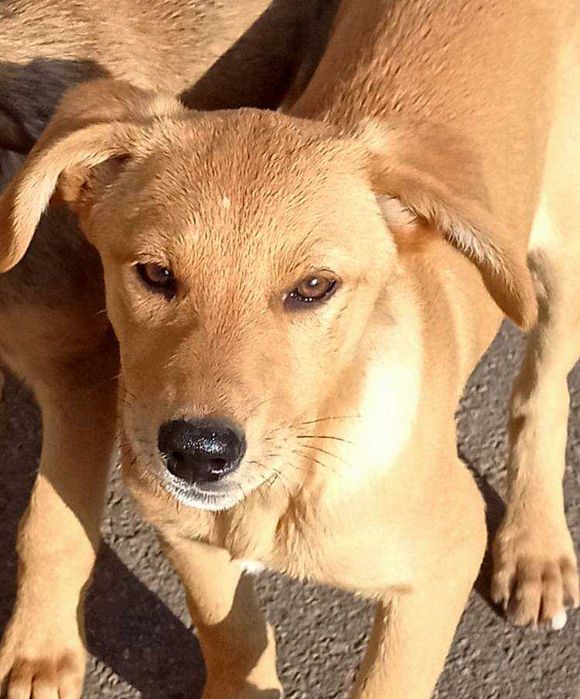 Хлопчик і дівчинка в гарні родини