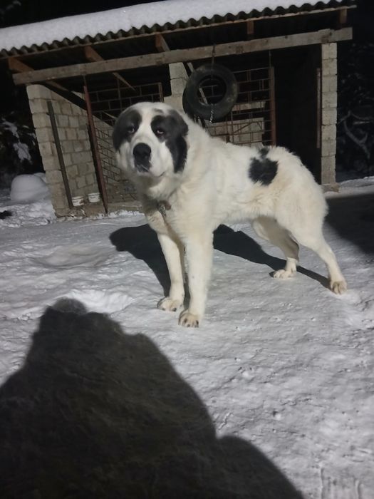 Кобель для вязки