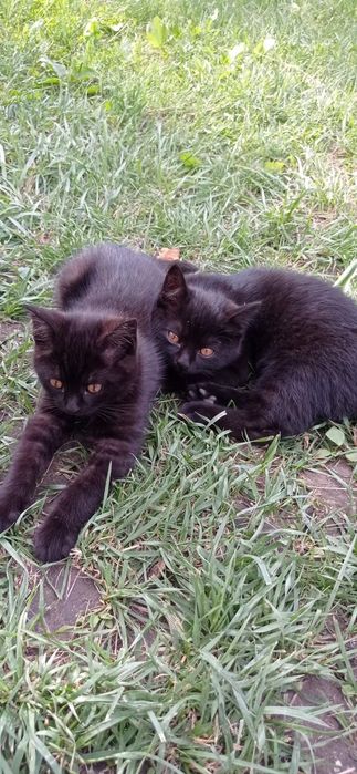 Чорні котики, котенята