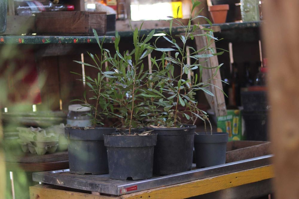 Plantas agroflorestal tagasaste