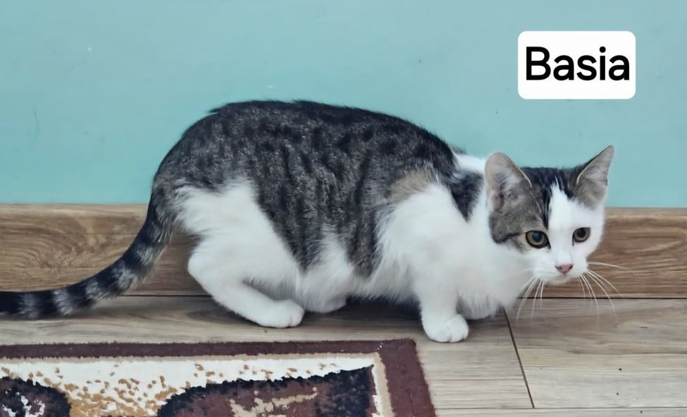 Kocie dzieci ,dziewczynki szukają super domków.