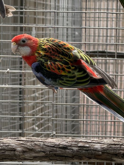Varias Aves Disponiveis !