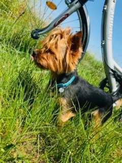 Pieski Yorkshire Terrier