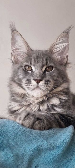 Gatinho Maine Coon