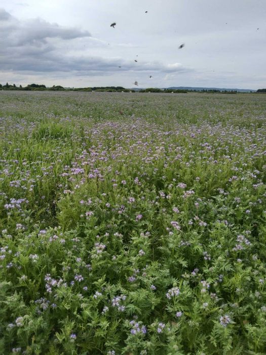 Sprzedam nasiona facelij błękitnej