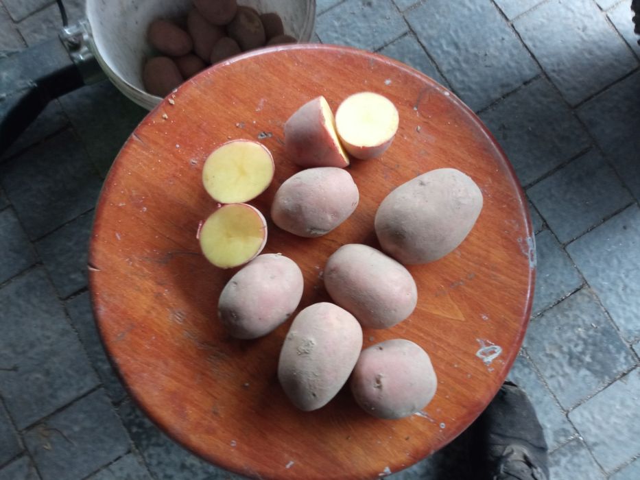 Ziemniaki Red Sonia winieta