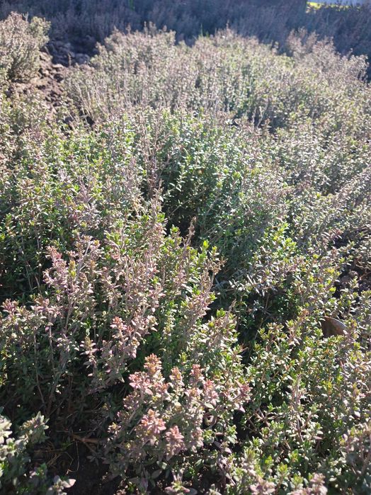 Чебрець однорічні саджанці