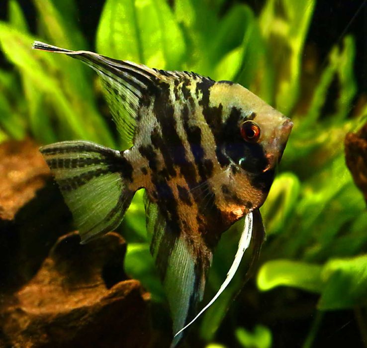 Żaglowiec skalar odmiana MARMURKOWA - Pterophyllum - dowóz, wysyłka