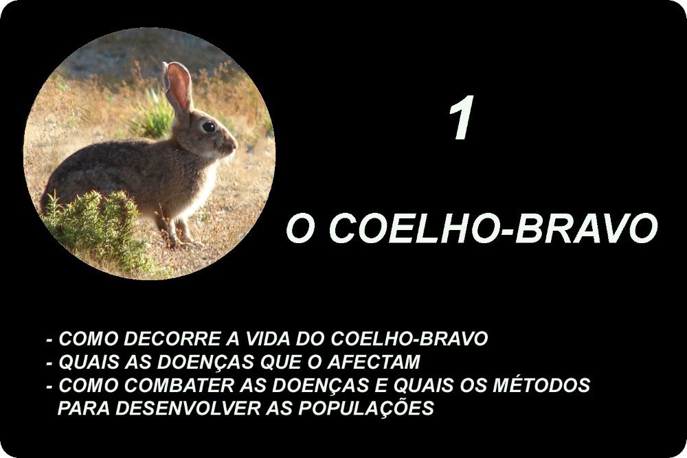 Livro A Caça ao Coelho