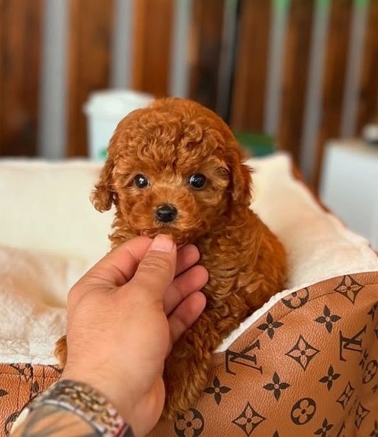 Той.  Пудель Ред браун хлопчик