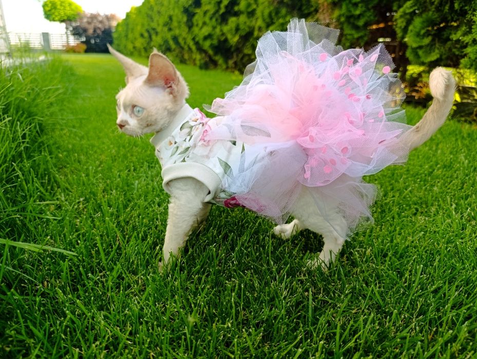 Kotka Devon rex cudo  rodowód FPL