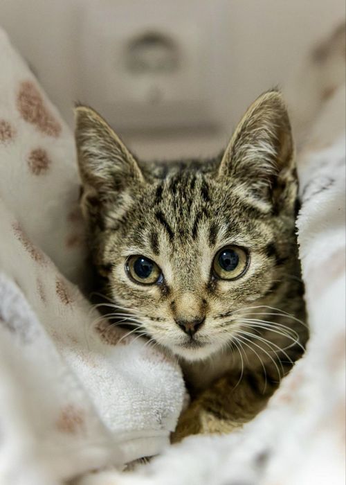 Gatinhos bebés para adoção responsável