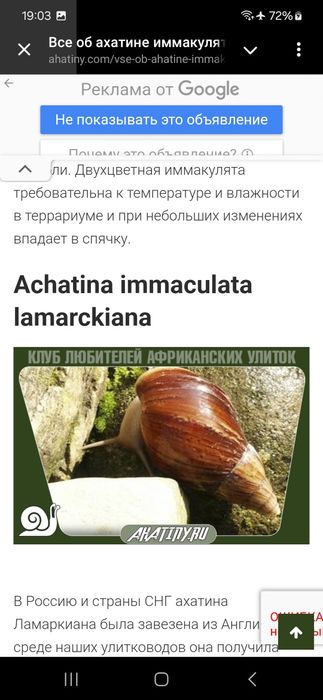 Подарунковий набір УляСет8 Achatina immaculata var. Lamarckiana