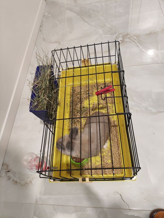 Продам кролика    з кліткою