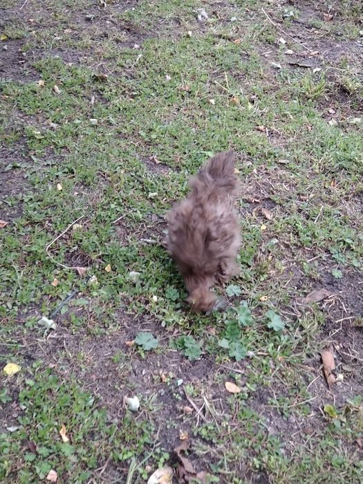 Silka jedwabista kogut silki  drób  ozdobny