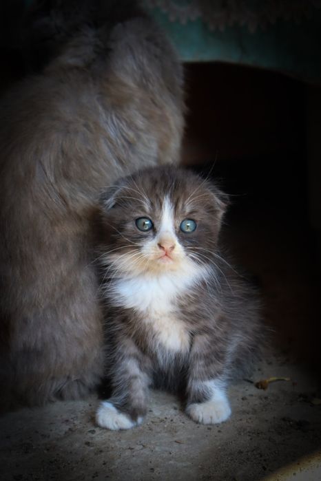 Продам котенят висловухих