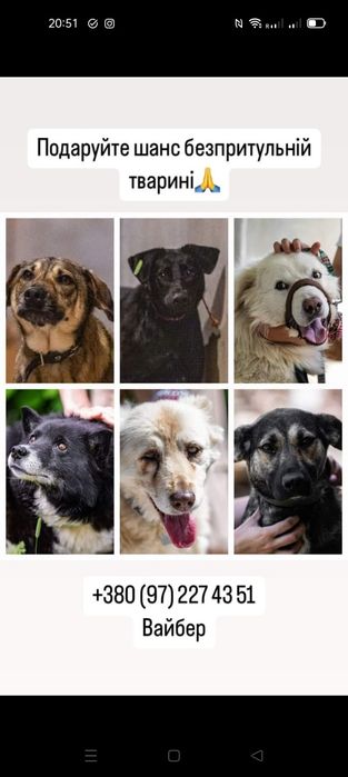 Цуцики різні, хлопчики й дівчатка