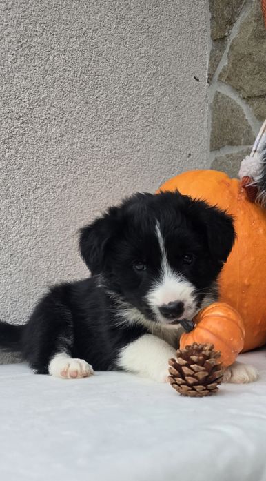 Border Collie piesek czarno-biały