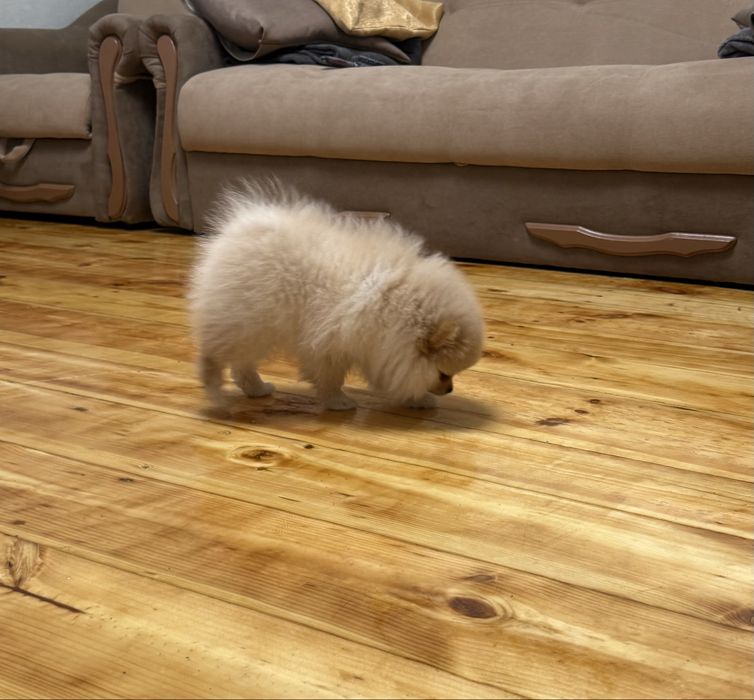 Померанчький шпіц тип мішка дівчинка