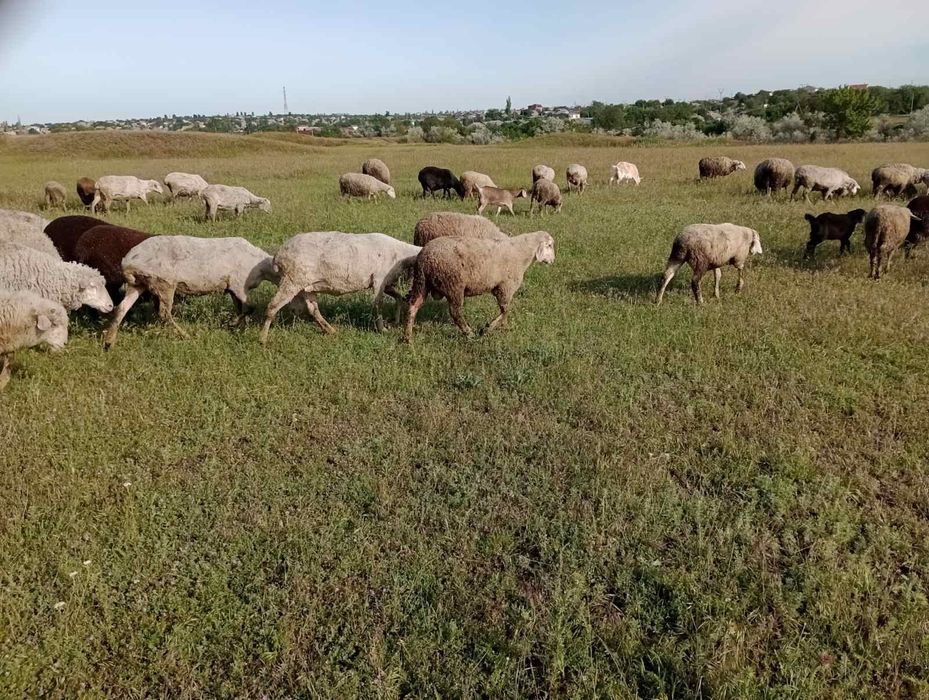 Продам баранов мериноландшаф