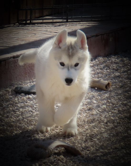 Husky Siberiano c/LOP